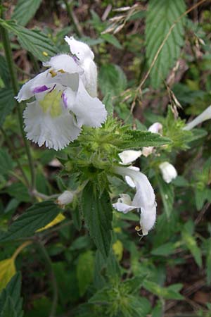 Galeopsis segetum \ Saat-Hohlzahn, F Elsass, Murbach 3.8.2008