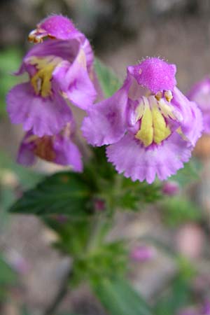 Galeopsis segetum \ Saat-Hohlzahn, F Elsass, Murbach 3.8.2008