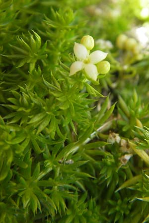 Galium cespitosum \ Rasenbildendes Labkraut, F Pyrenäen, Gourette 25.8.2011