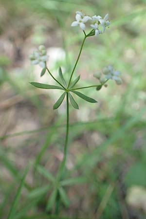 Galium marchandii \ Marchands Labkraut / Marchand's Bedstraw, F Pyrenäen/Pyrenees, Canigou 24.7.2018