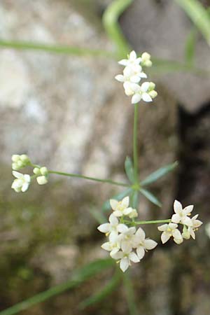 Galium marchandii \ Marchands Labkraut / Marchand's Bedstraw, F Pyrenäen/Pyrenees, Canigou 24.7.2018