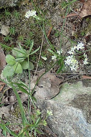 Galium marchandii \ Marchands Labkraut / Marchand's Bedstraw, F Pyrenäen/Pyrenees, Canigou 24.7.2018