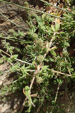 Galium verticillatum \ Quirlblttriges Labkraut / Whorled Bedstraw, F Pyrenäen/Pyrenees, Caranca - Schlucht / Gorge 30.7.2018