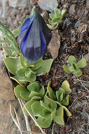 Gentiana alpina / Alpine Gentian, Southern Gentian, F Pyrenees, Puigmal 1.8.2018