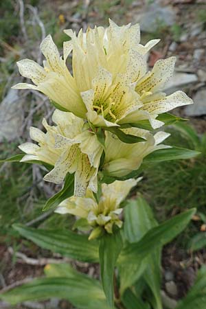 Gentiana burseri \ Burser-Enzian / Burser's Gentian, F Pyrenäen/Pyrenees, Puigmal 29.7.2018