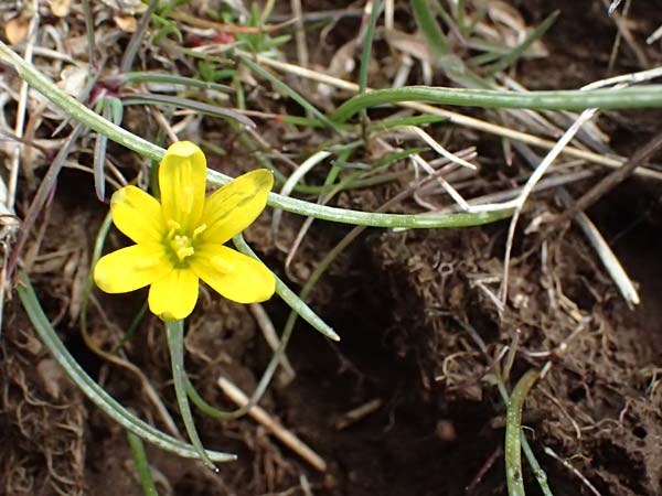 Gagea bohemica \ Bhmischer Felsen-Gelbstern / Early Star of Bethlehem, Radnor Lily, F Caussols 15.3.2024