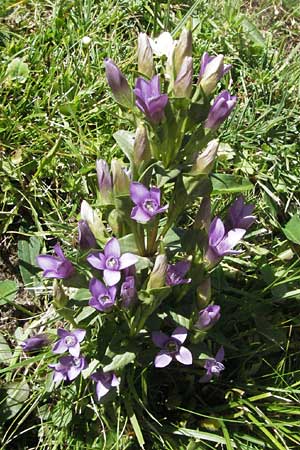 Gentianella campestris \ Feld-Kranzenzian, Feld-Enzian / Field Gentian, F Pyrenäen/Pyrenees, Eyne 9.8.2006