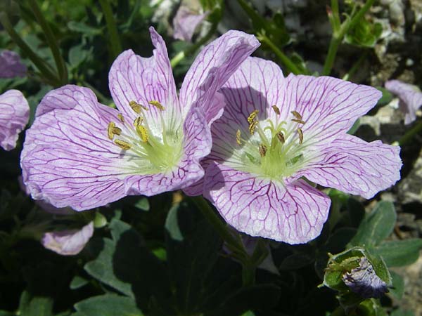 Geranium cinereum \ Grauer Storchschnabel, F Col de Lautaret Botan. Gar. 28.6.2008