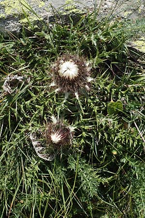 Carlina acanthifolia \ Akanthus-Silberdistel, F Pyrenäen, Eyne 4.8.2018