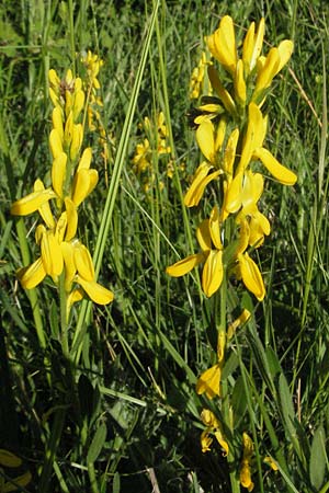 Genista tinctoria / Dyer's Greenweed, F Dept. Aveyron,  Fondamente 8.6.2006