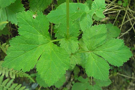 Geum urbanum \ Echte Nelkenwurz / Wood Avens, F Allevard 11.6.2006