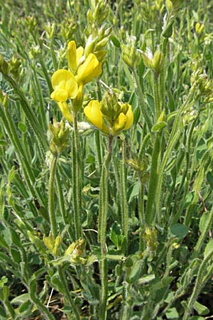 Genista sagittalis \ Flgel-Ginster / Pennate Greenweed, F Elsass/Alsace, Westhalten 28.4.2007