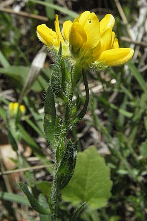 Genista hispanica \ Spanischer Ginster / Spanish Gorse, F Castellane 12.5.2007