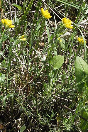 Genista hispanica \ Spanischer Ginster / Spanish Gorse, F Castellane 12.5.2007