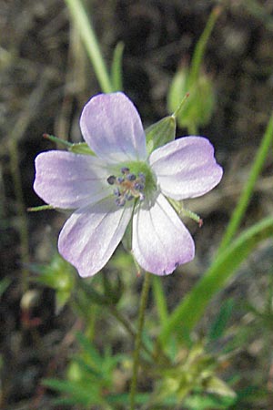 Geranium rivulare \ Blabltiger Storchschnabel, F Maures, Bois de Rouquan 12.5.2007