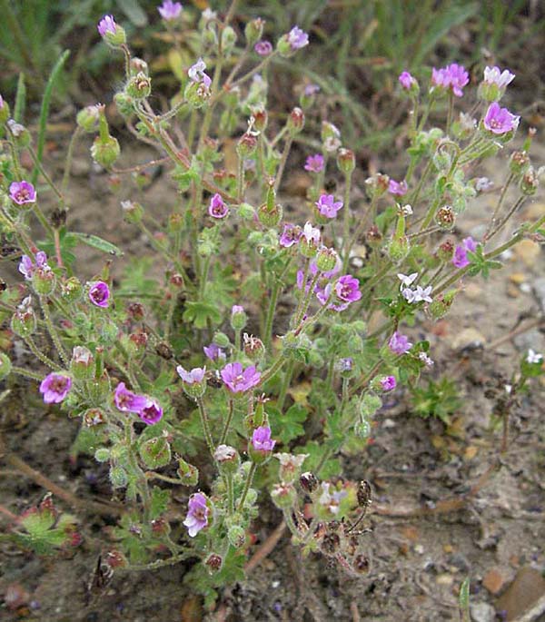 Geranium pyrenaicum \ Pyrenen-Storchschnabel, F Camargue 13.5.2007