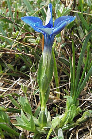 Gentiana verna \ Frhlings-Enzian, F Pyrenäen, Eyne 14.5.2007