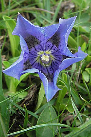 Gentiana alpina / Alpine Gentian, Southern Gentian, F Pyrenees, Eyne 14.5.2007