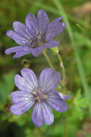 Geranium pyrenaicum \ Pyrenen-Storchschnabel / Hedge-Row Crane's-Bill, F Severac-le-Chateau 16.5.2007