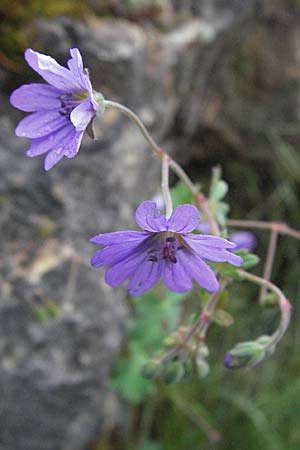 Geranium pyrenaicum \ Pyrenen-Storchschnabel, F Severac-le-Chateau 16.5.2007