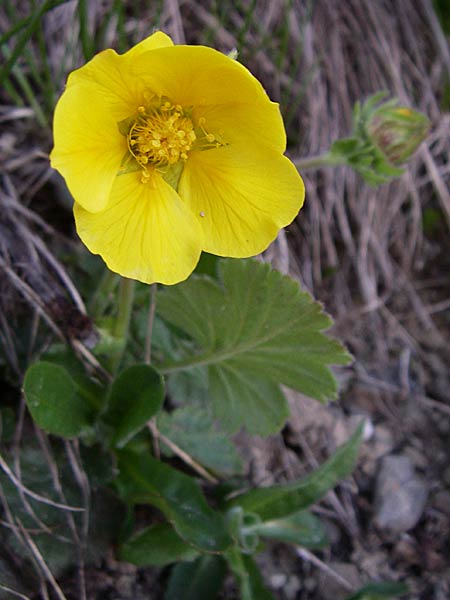 Geum montanum \ Berg-Nelkenwurz, F Col du Galibier 21.6.2008