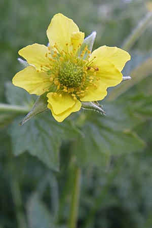 Geum urbanum \ Echte Nelkenwurz / Wood Avens, F Col de Gleize 22.6.2008