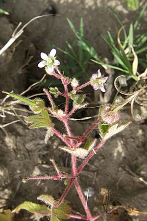 Geranium rotundifolium / Round-Leaved Crane's-Bill, F Toreilles 24.6.2008