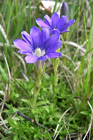 Gentiana pyrenaica \ Pyrenen-Enzian / Pyrenean Gentian, F Pyrenäen/Pyrenees, Eyne 24.6.2008