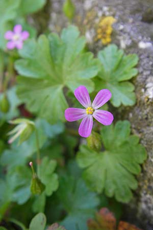 Geranium lucidum \ Glnzender Storchschnabel, F La Couvertoirade 27.5.2009