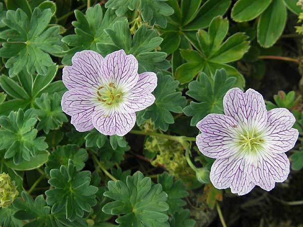 Geranium cinereum \ Grauer Storchschnabel / Ashy Crane's-Bill, F Pyrenäen/Pyrenees, Gourette 25.8.2011