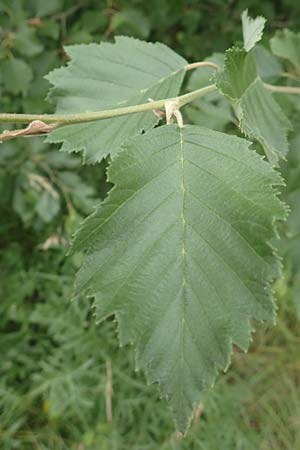 Alnus incana / Grey Alder, Speckled Alder, F Demoiselles Coiffées 8.7.2016