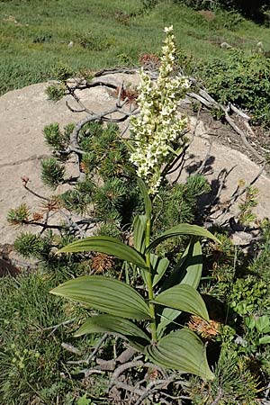 Veratrum album subsp. album \ Weier Germer / White False Hellebore, F Pyrenäen/Pyrenees, Mont Louis 3.8.2018