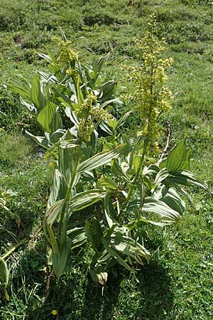 Veratrum album subsp. lobelianum \ Grner Germer, F Pyrenäen, Eyne 4.8.2018