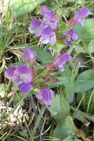 Prunella grandiflora \ Groe Braunelle / Large Selfheal, F Pyrenäen/Pyrenees, Canigou 24.7.2018