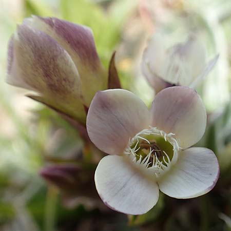 Gentianella hypericifolia \ Johanniskrautblttriger Kranzenzian / Hypericum-Leaved Gentian, F Pyrenäen/Pyrenees, Mont Llaret 31.7.2018