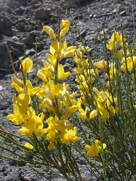 Genista lobelii ? \ Lobels Ginster / Lobel's Broom, F Serres 10.6.2006