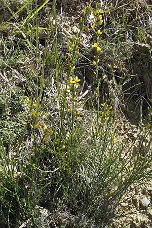 Genista radiata ? \ Strahlen-Ginster, Kugel-Ginster, F Castellane 12.5.2007