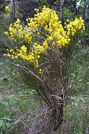 Cytisus oromediterraneus \ Abfhrender Geiklee / Andorra Broom, F Pyrenäen/Pyrenees, Eyne 25.6.2008