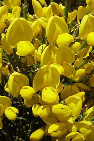 Genista radiata <b>?</b>, Strahlen-Ginster, Kugel-Ginster Genista radiata <b>?</b>, Strahlen-Ginster, Kugel-Ginster