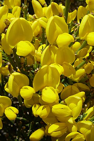 Genista radiata ? \ Strahlen-Ginster, Kugel-Ginster / Rayed Broom, Southern Greenweed, F Pyrenäen/Pyrenees, Eyne 25.6.2008