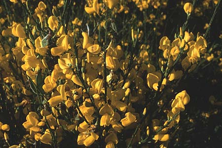 Cytisus scoparius ? \ Besen-Ginster / Scotch Broom, F Bretagne, Pointe du Raz 10.7.1984