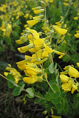 Cytisophyllum sessilifolium \ Sdlicher Geiklee, Blattstielloser Geiklee, F Causse du Larzac 15.5.2007