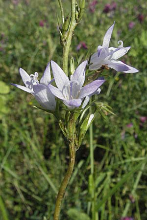 Campanula rapunculus \ Rapunzel-Glockenblume / Rampion Bellflower, F Maures, Vidauban 12.5.2007