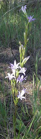 Campanula rapunculus \ Rapunzel-Glockenblume / Rampion Bellflower, F Maures, Vidauban 12.5.2007