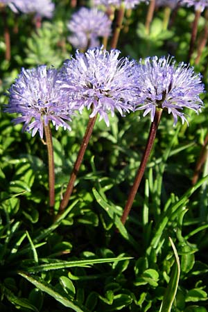 Globularia cordifolia \ Herzblttrige Kugelblume / Leather-Leaf Powder-Puff, F Col de Granon 22.6.2008