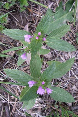 Galeopsis ladanum \ Breitblttriger Hohlzahn / Broad-Leaved Hemp-Nettle, Red Hemp-Nettle, F Pyrenäen/Pyrenees, Puymorens 26.6.2008