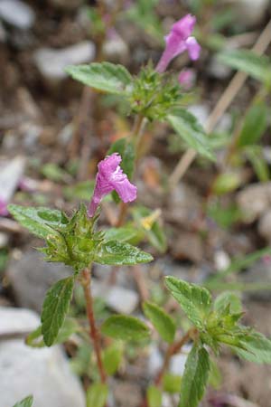 Galeopsis ladanum / Broad-Leaved Hemp-Nettle, Red Hemp-Nettle, F Col de la Bonette 8.7.2016