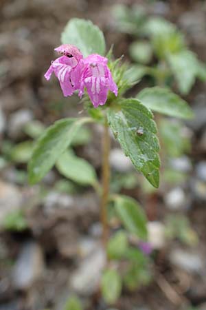 Galeopsis ladanum \ Breitblttriger Hohlzahn, F Col de la Bonette 8.7.2016