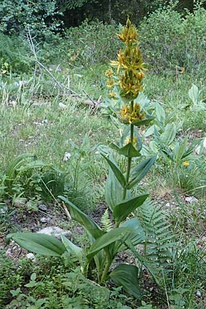 Gentiana lutea / Yellow Gentian, F Pyrenees, Canigou 24.7.2018