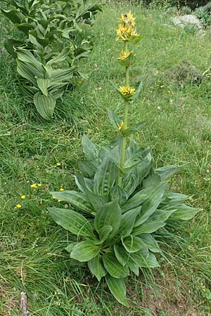 Gentiana lutea / Yellow Gentian, F Pyrenees, Canigou 24.7.2018